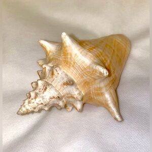 Natural Conch Shell Home Accent